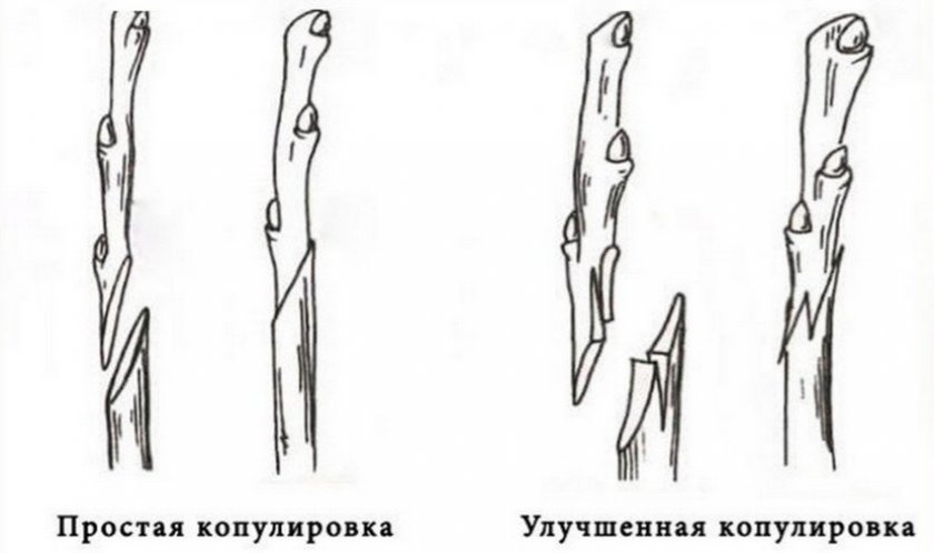 Копулировка дерева