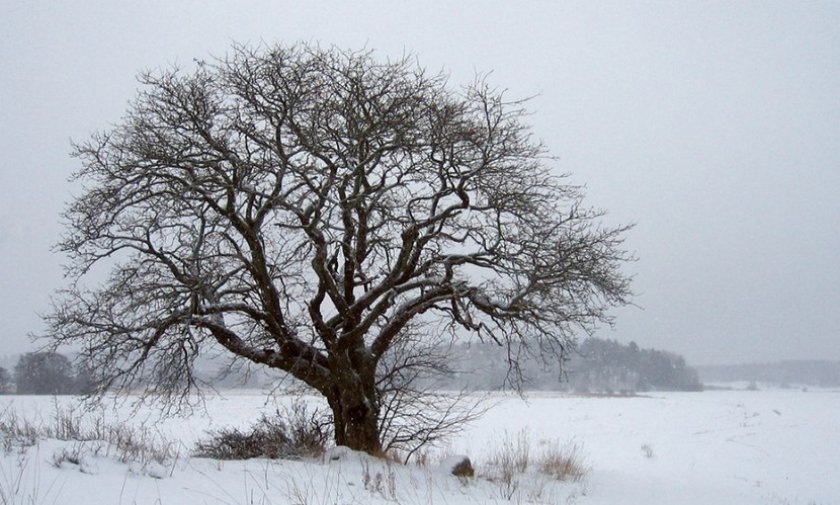 Ореховое дерево зимой