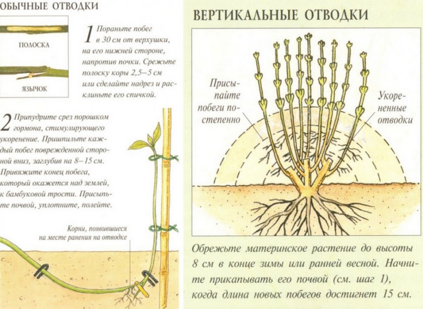 Размножения отводками