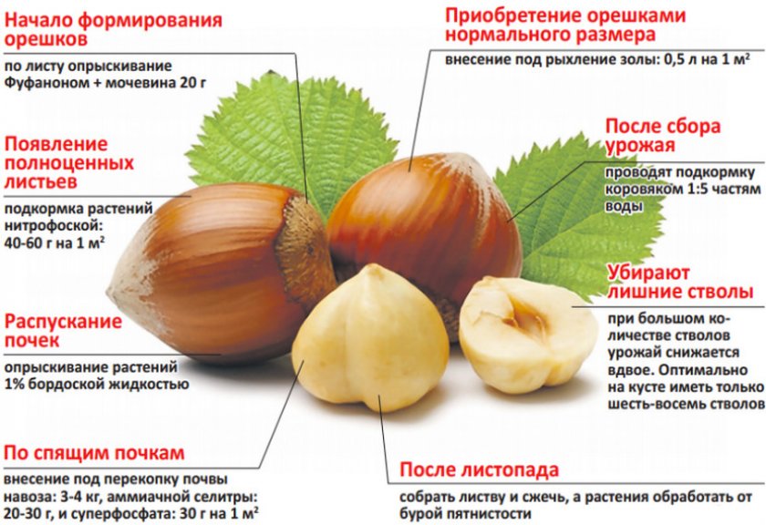 Подкормка фундука