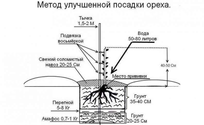 Схема посадки ореха