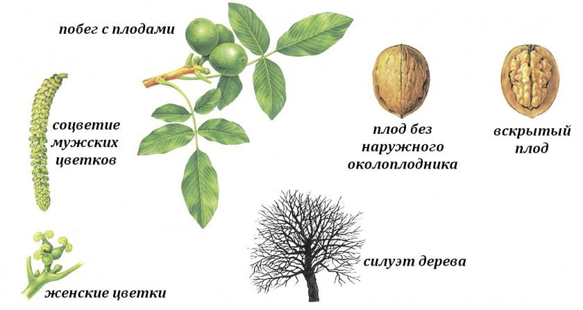 Ботаника грецкого ореха