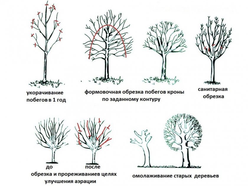 Обрезка ореха
