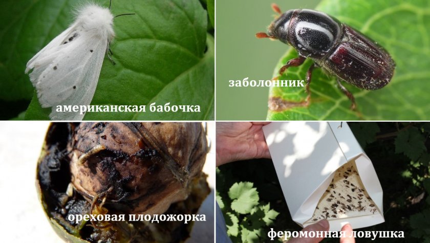 Вредители грецкого ореха