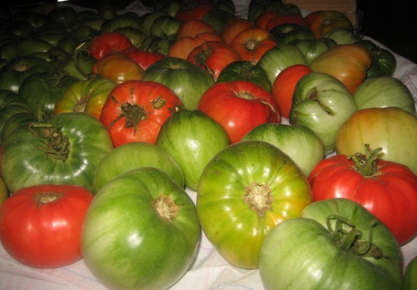 Дозаривание томатов