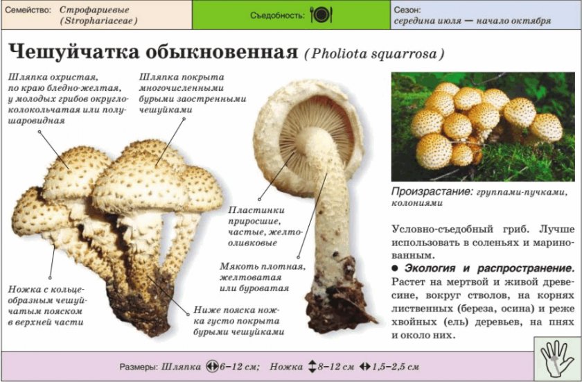 Характеристика чешуйчатки обыкновенной