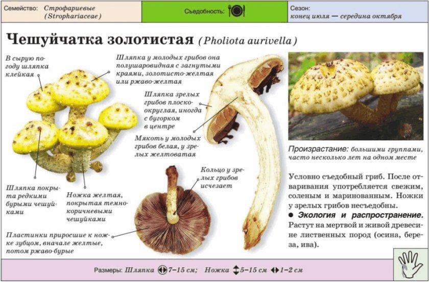 Характеристика чешуйчатки золотистой