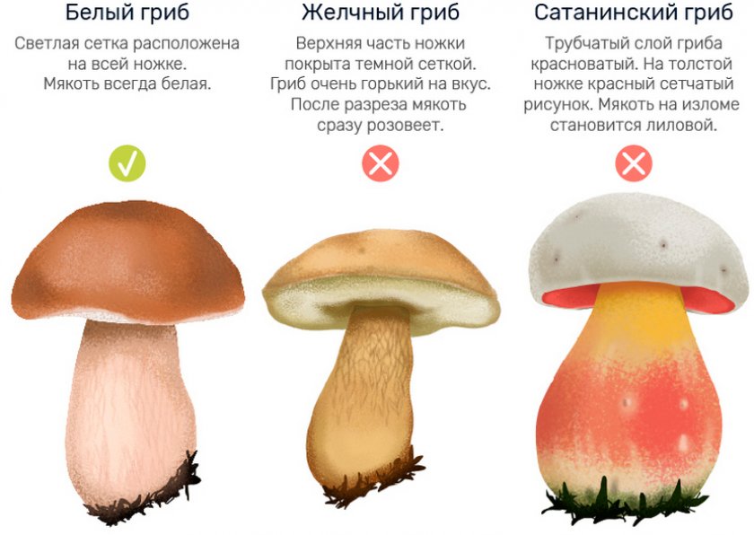 Как отличать белый гриб от несъедобных двойников