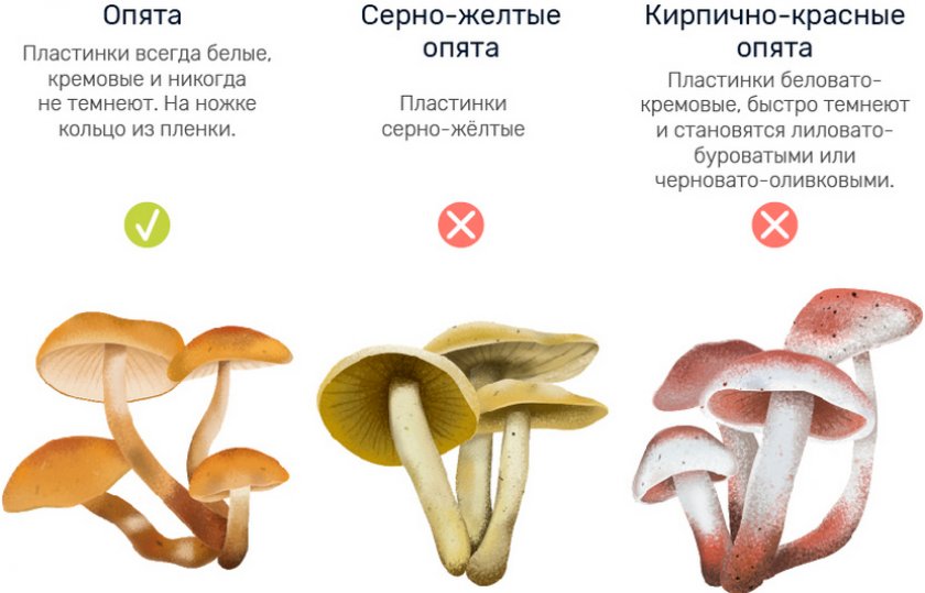 Ложные опята