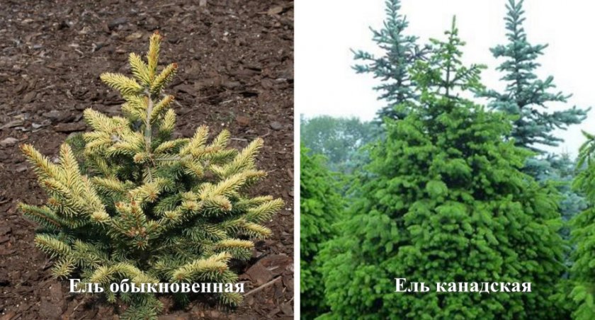 Ель обыкновенная и канадская