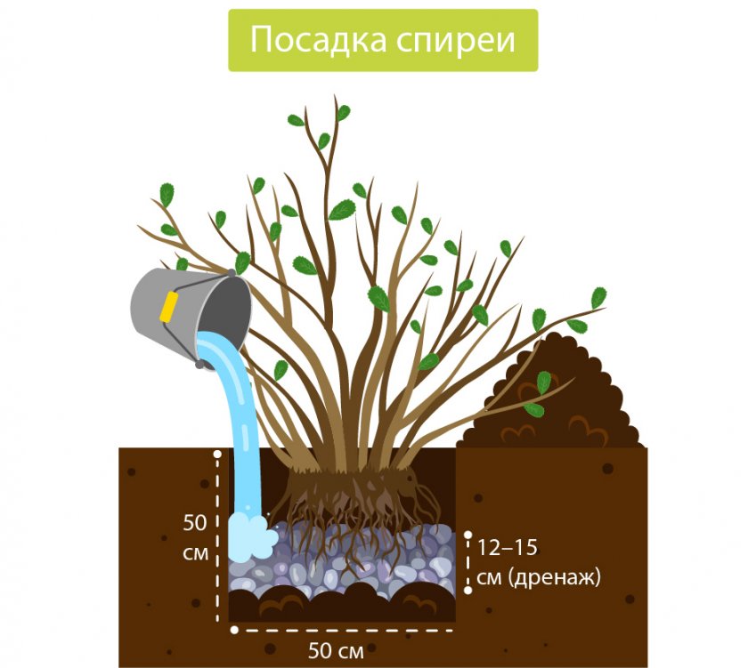 Посадка спиреи