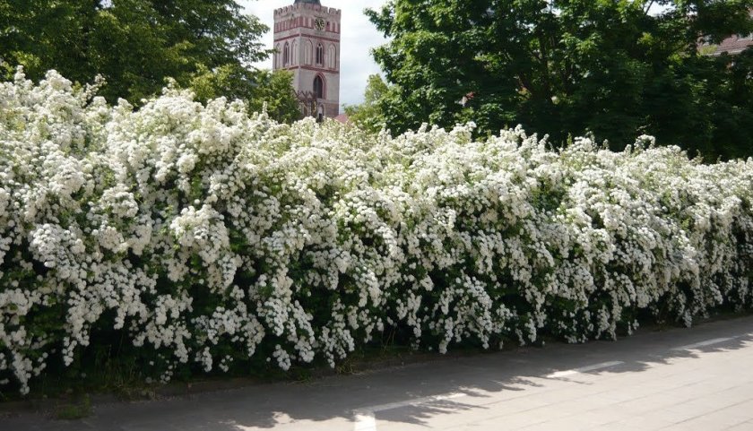 Живая изгородь из спиреи