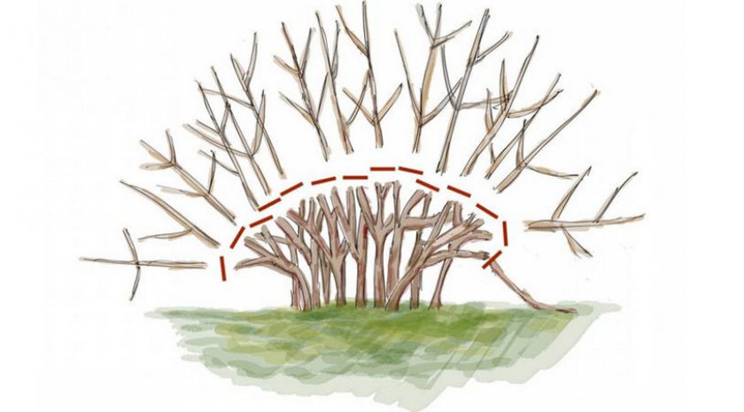 Обрезка взрослого кустарника спиреи