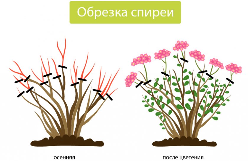 Обрезка спиреи