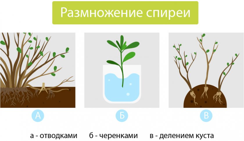 Три способа размножения спиреи