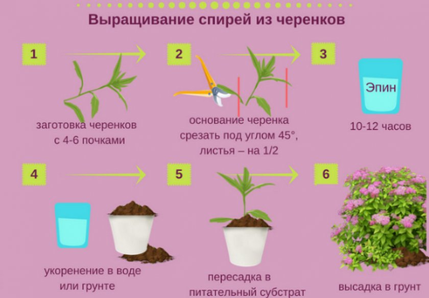 Выращивание спиреи из черенков