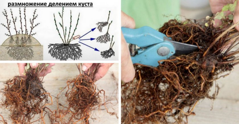 Схема размножения делением куста