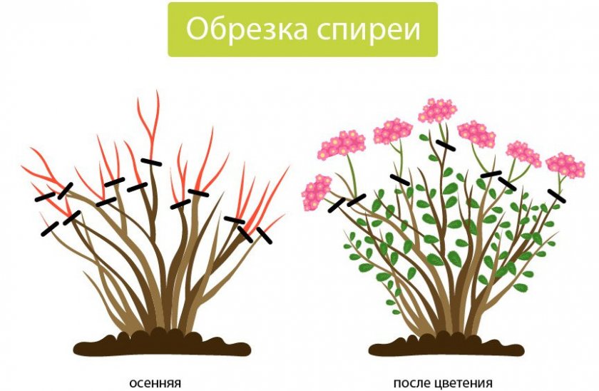 Обрезка спиреи