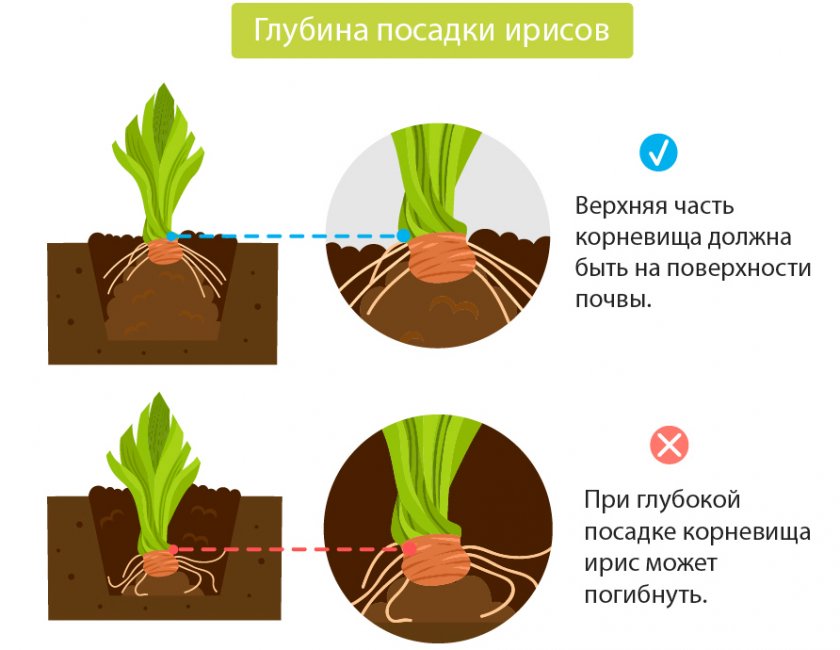 Правильная посадка ириса