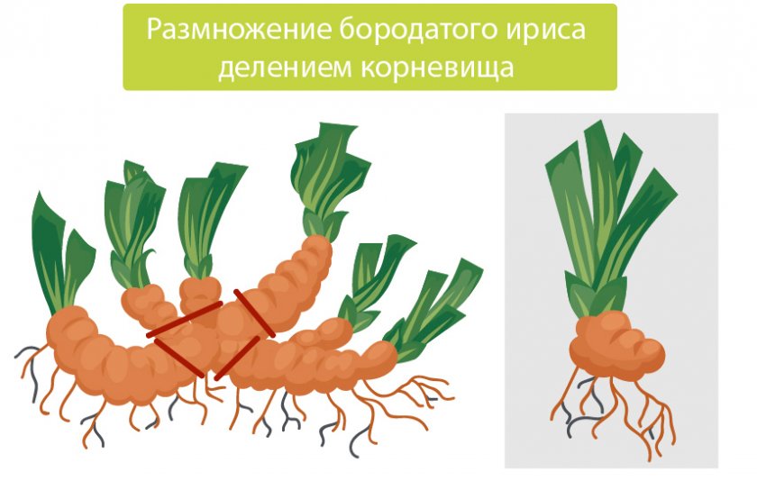 Размножение делением корневища