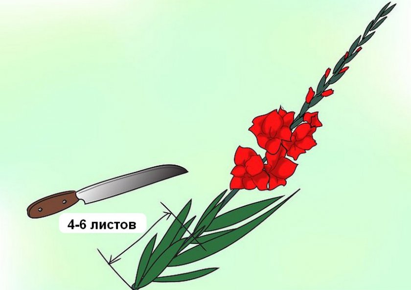 Как правильно срезать гладиолусы