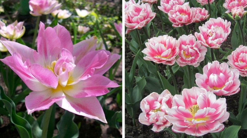 Тюльпаны Peach Blossom