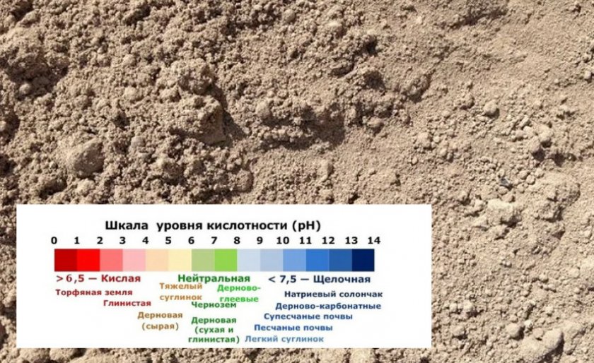 Почва для тюльпанов