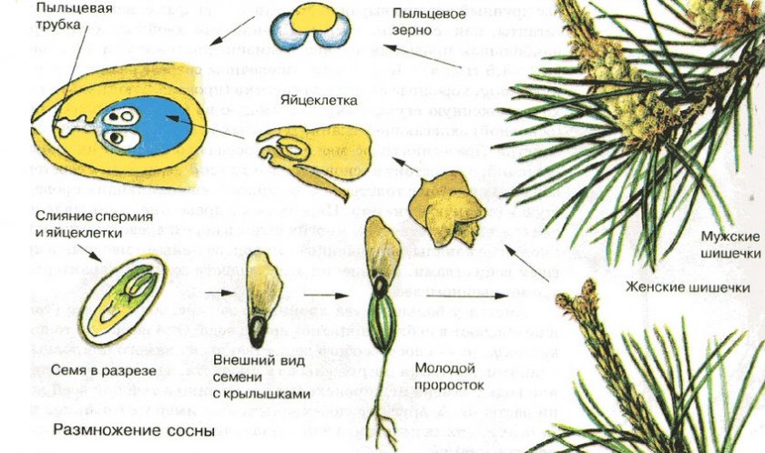 Размножение сосны