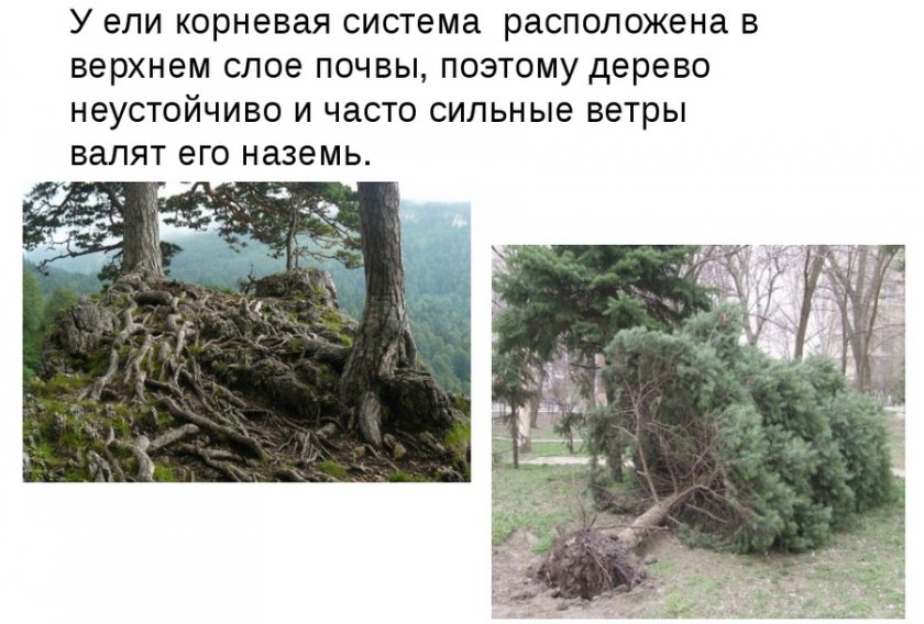 Корневая система ели