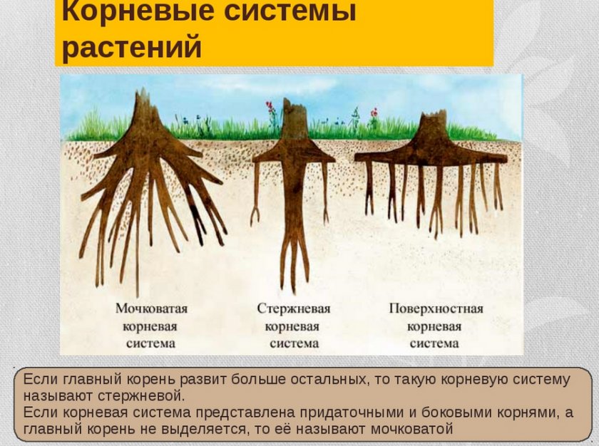 Виды корневой системы