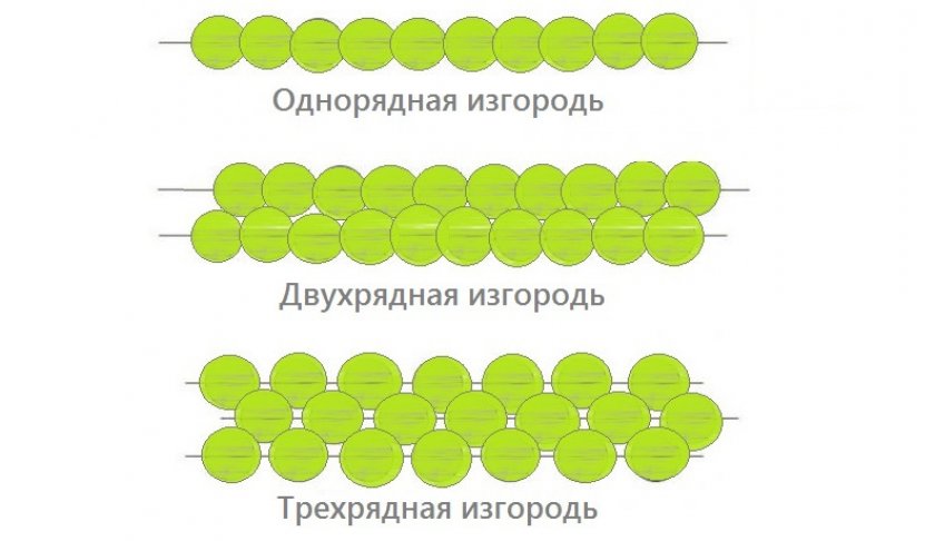 Типы живой изгороди
