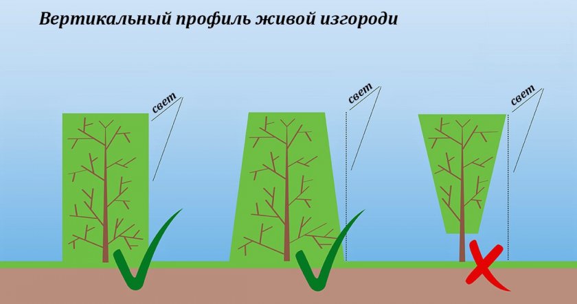 Как стричь живую изгородь