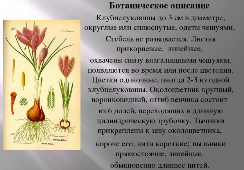 Ботаническое описание крокуса
