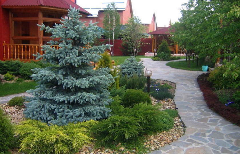 Ель в ландшафтном дизайне