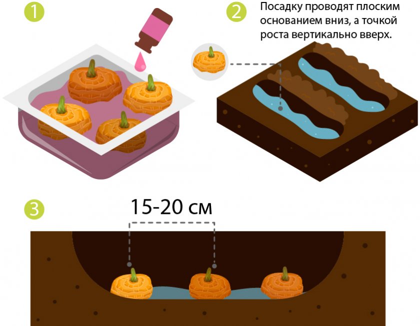 Схема посадки гладиолусов