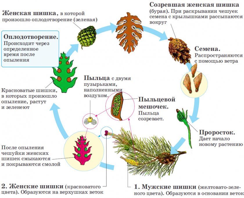 Цикл развития сосны