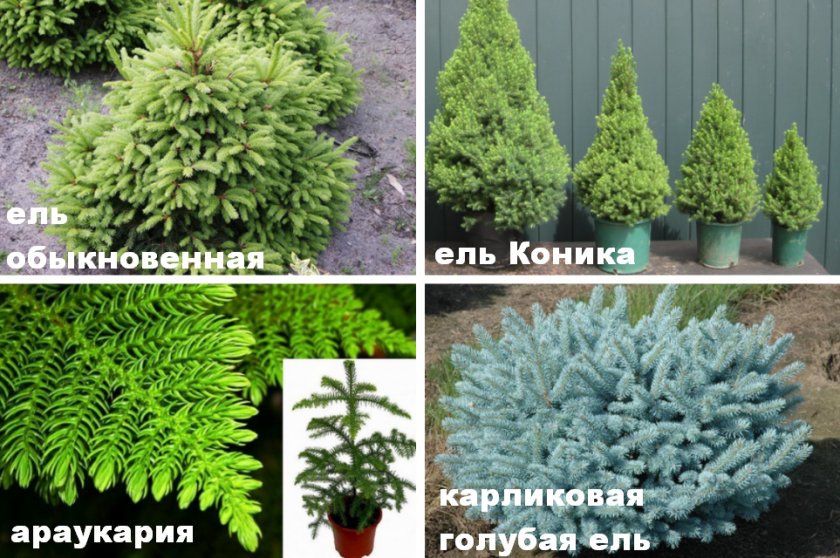 Виды ели