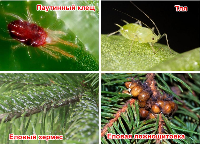 Вредители