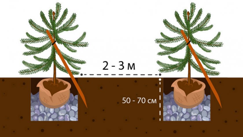 Схема посадки ели