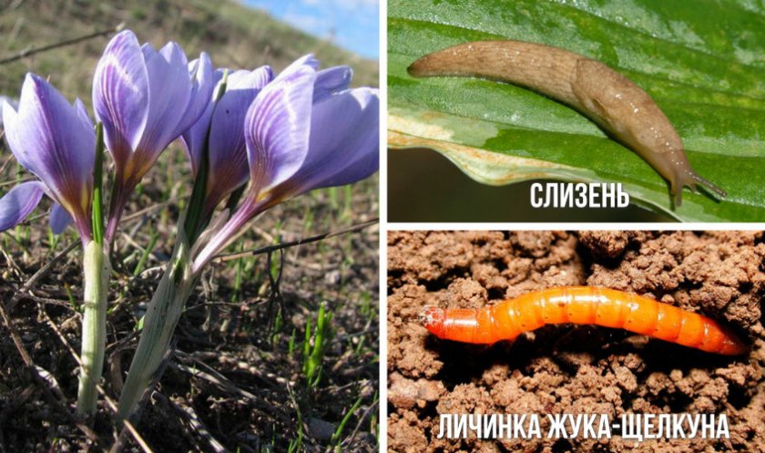 Вредители крокусов