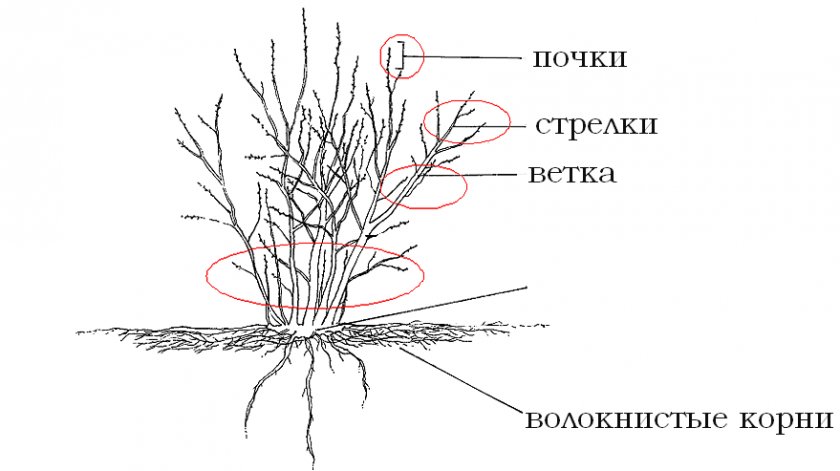 Строение куста черники