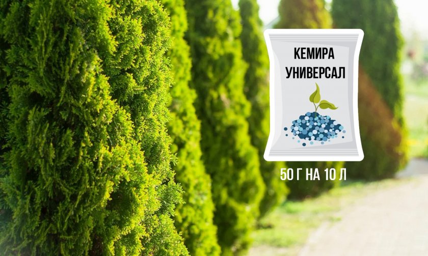 Удобрение туи