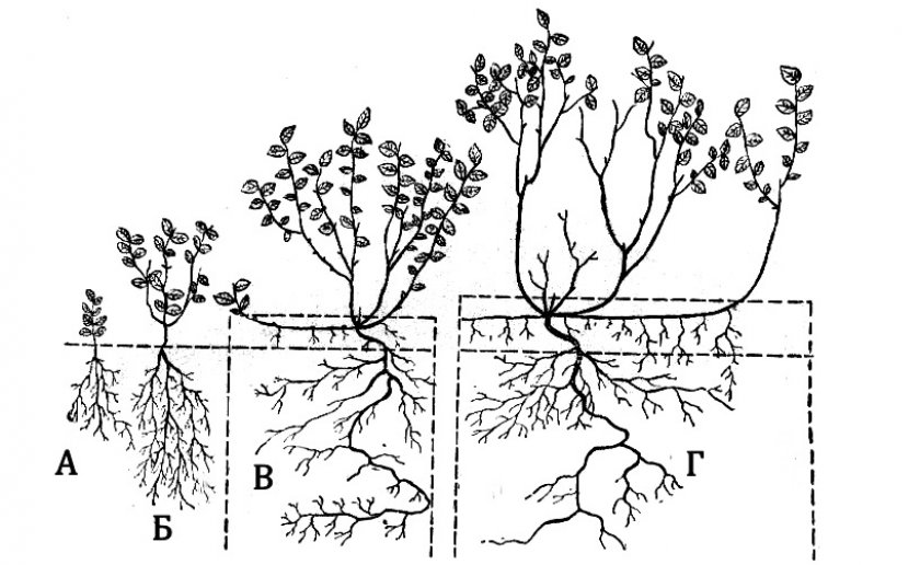 Этапы роста куста черники