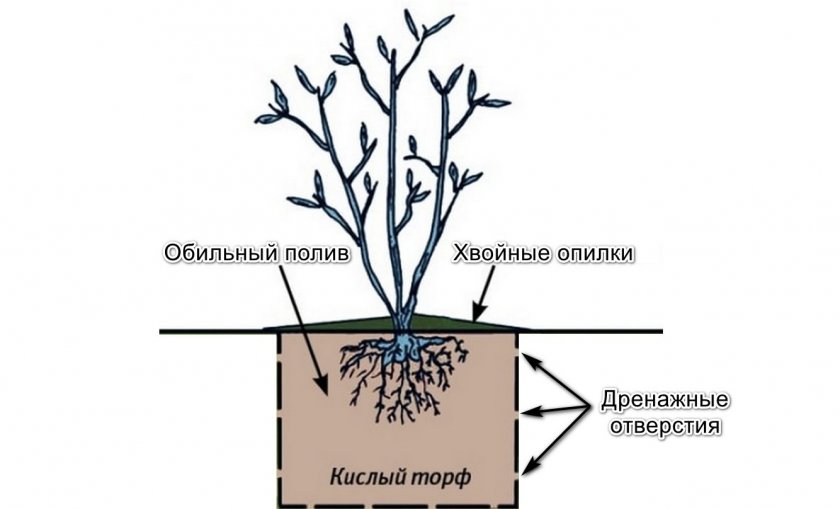 Посадка кустов на участке