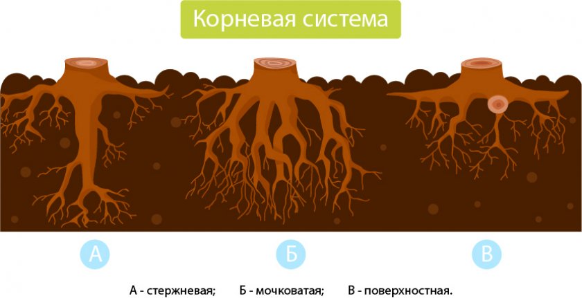 Корневая система сосны