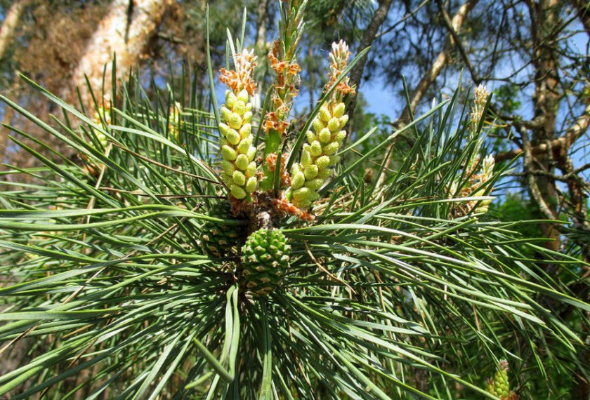 Сосна Pinus Sylvestris