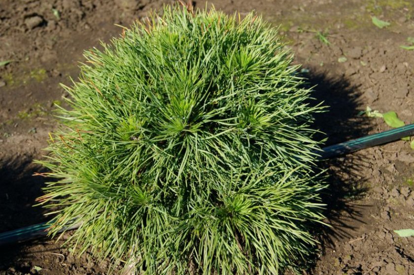 Сосна Globosa Viridis