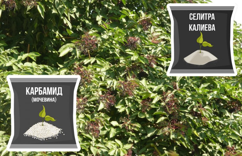 Подкормка бузины