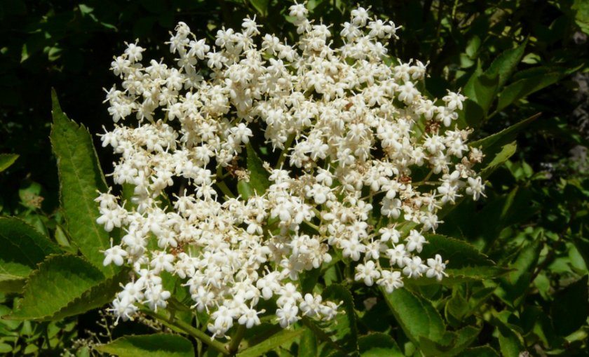 Бузина Viridis