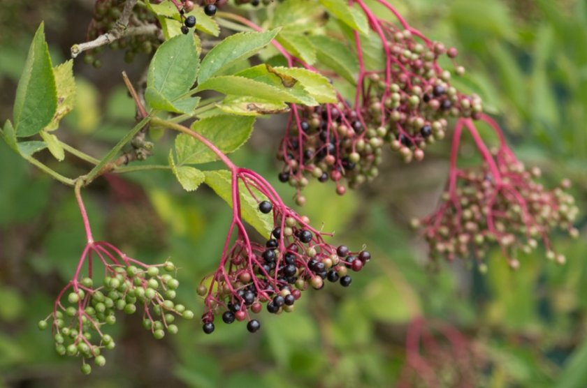 Бузина Fructu Lutea